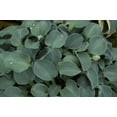 thumbnail image 1 of 5 Blue Mouse Ears Hosta Bareroots, 1 of 4