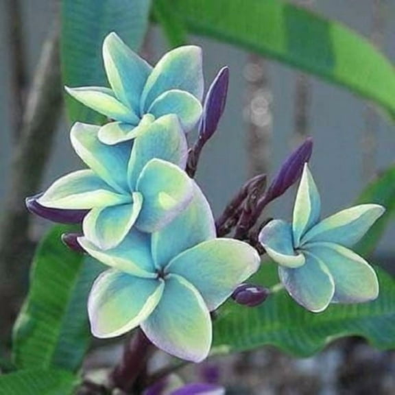 5 Blue Plumeria Seeds Plants Flower Seed Perennial Flowers Garden Bloomn