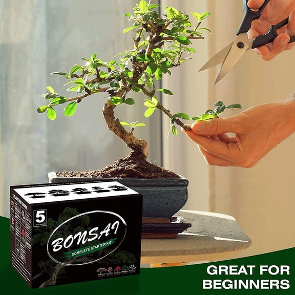 5 Bonsai Tree Kit Complete, Indoor Gardening Potted DIY Gift, for Men, Women, Beginners & Nature Lovers