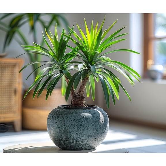 5 Bottle Palm Bonsai Tree Seeds - Does Well Indoors
