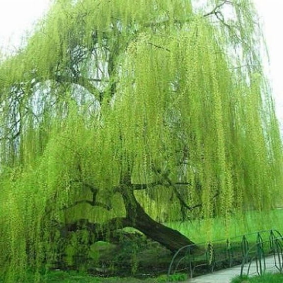 5 Bright Green Willow Seeds Weeping Ornamental Landscape Tree Fast Growing Perennial Garden Tree