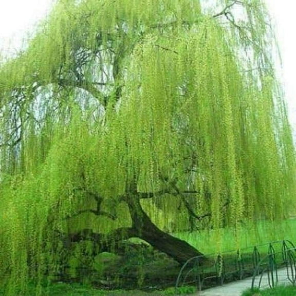 CZ Grain Bright Green Willow Tree Live Plants (5 Count)