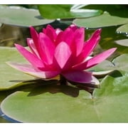 5 Bright Pink Water Lily Seeds Nymphaea spp Flowering Blooms Hardy Tropical 940