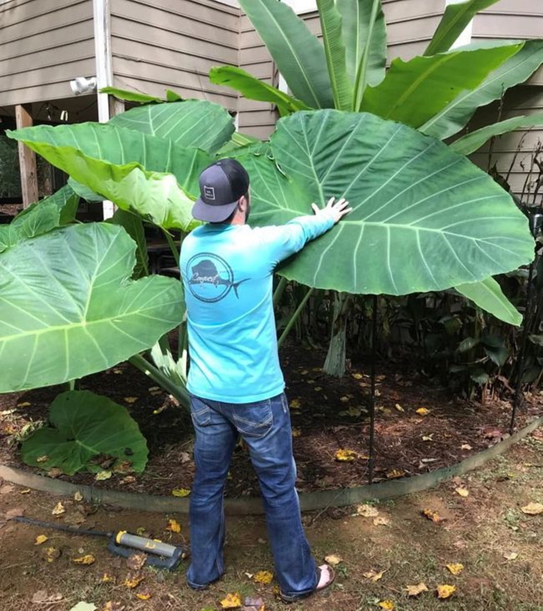 5 Bulbs Elephant Ear bulbs for Sale Elephant Ears Bulbs for Planting