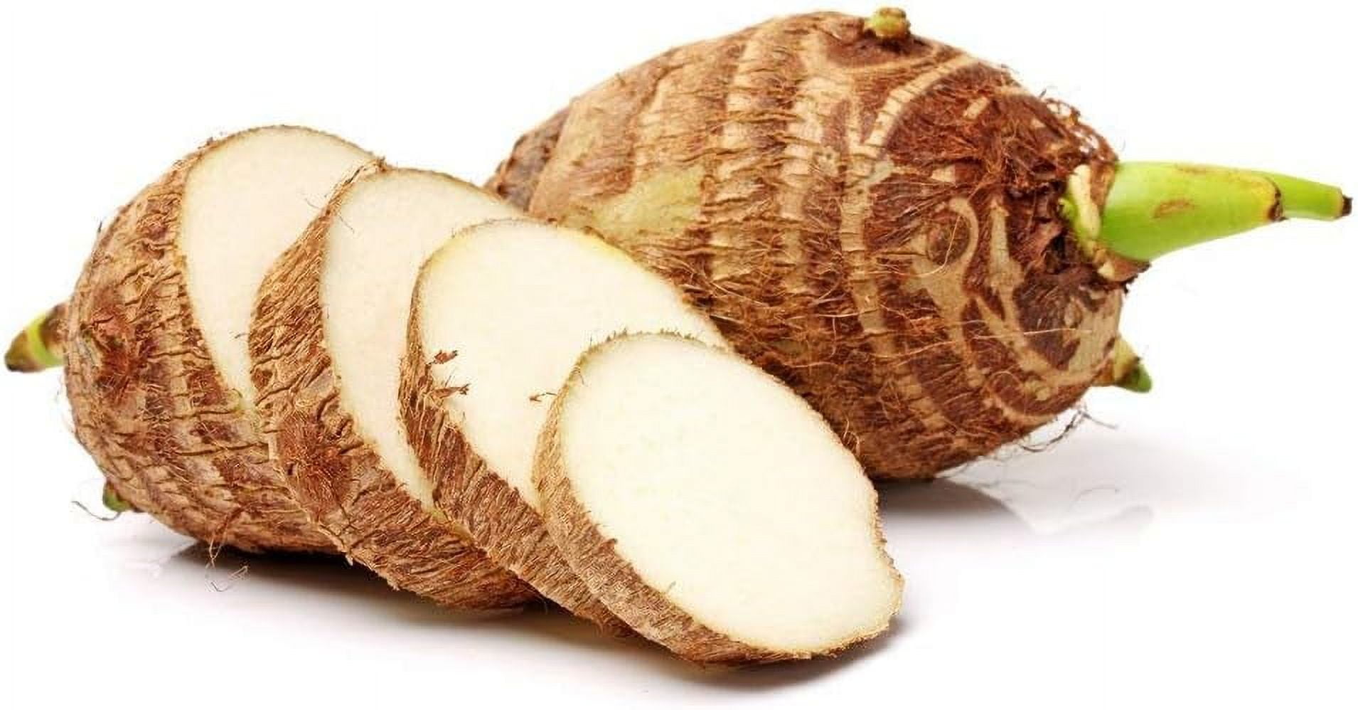 5 Bulbs Green Elephant Ear Plants. Colocasia Esculenta, Cocoyam Plant