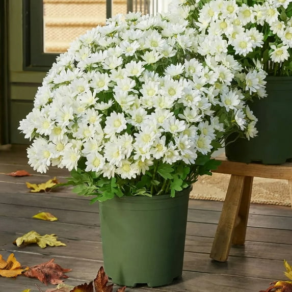 5 Bundles Artificial Outdoor Chrysanthemums White, Garden Patio Porch Flowers, 5-Bundle Artificial Chrysanthemums, Weather-Resistant, Perfect for Year-Round Garden and Patio Decoration, By Kingtowag