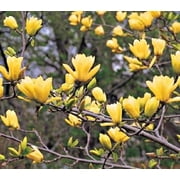Green River 5 Butterfly Magnolia Seeds   Fragrant Spring Bloom Ornamental Tree   Rare Magnolia Garden Plant