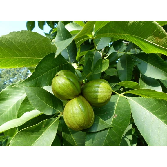 5 Butternut Tree Seeds for Planting - Amazing and Exotic Fruit Tree