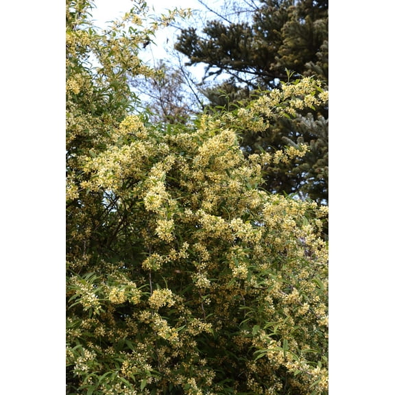 5 CHERRY PRINSEPIA Chinese Sinensis Edible Red Fruit Tree Shrub Flower Seeds