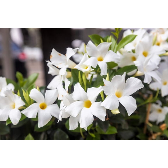 5 CHILEAN JASMINE / MANDEVILLA Laxa White Fragrant Flower Vine Seeds