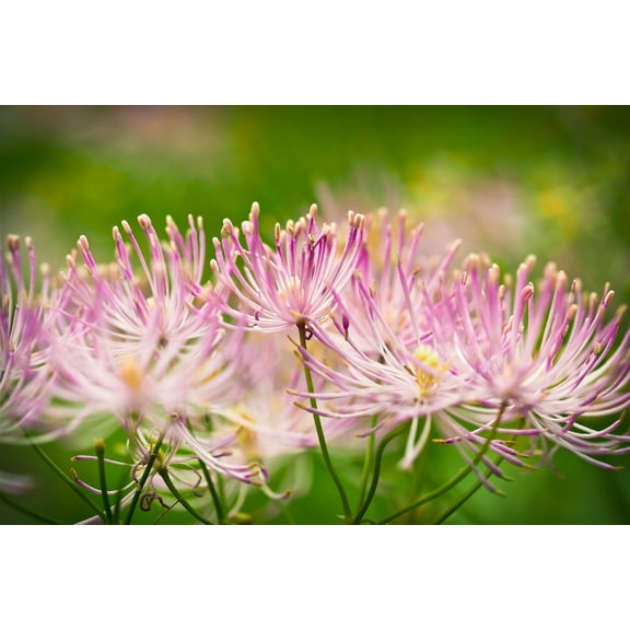 5 COLUMBINE MEADOW RUE Thalictrum Aquilegifolium Purple Pink Flower Seeds