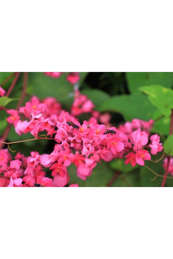 5 * SEEDS * CORAL VINE Mexican Creeper Bee Bush Chain of Love Mountain Rose Antigonon Leptopus Bright Pink Climber Ground Cover Flower Seeds