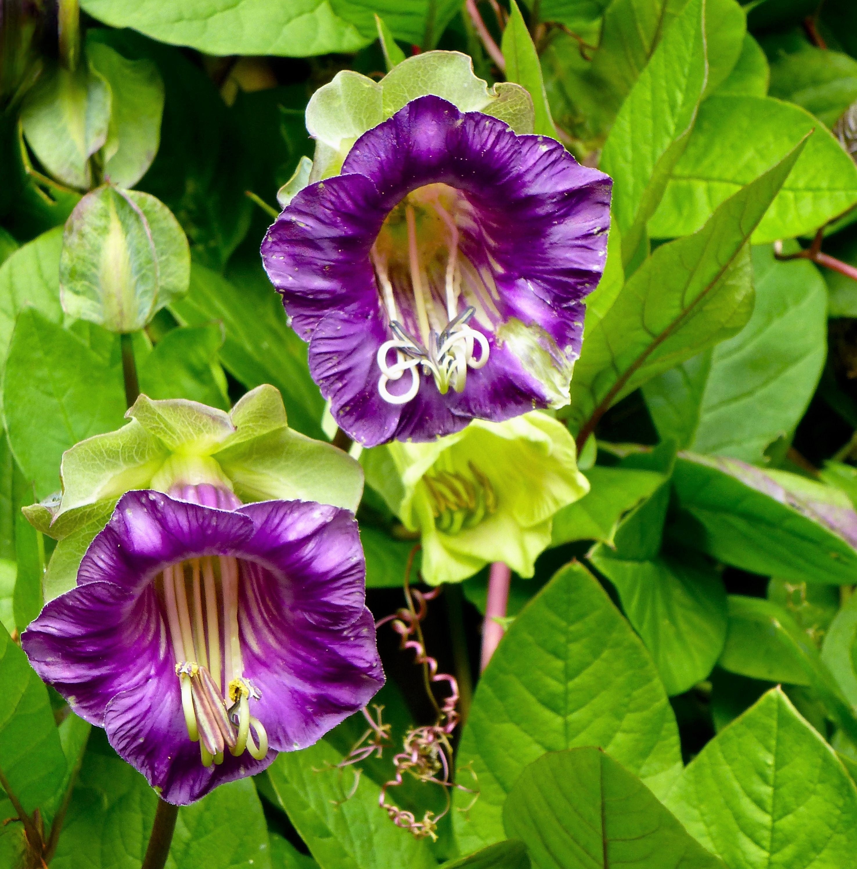 5 CUP & SAUCER VINE Cathedral Bells Cobaea Scandens Climber Purple Hummingbird Flower Seeds - image 1 of 10