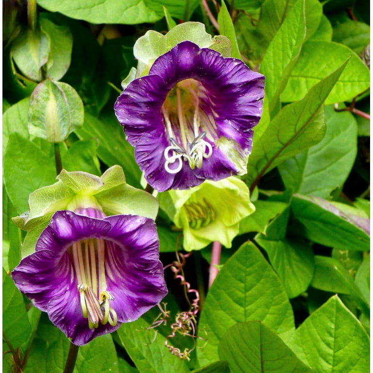 【coba_plants】 5 Cup & Saucer Vine Purple Flower Seeds, Cobaea Scandens