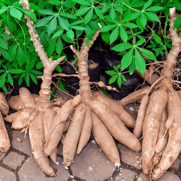 5 Cassava Yuca Cuttings, Sweet Manihot Esculenta Stems, 6-8 Inch Unrooted for Planting Outdoor, Cassava Roots Plants