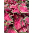 thumbnail image 1 of 5 Cherry Tart Caladiums in a 3.5" Pot, 1 of 5