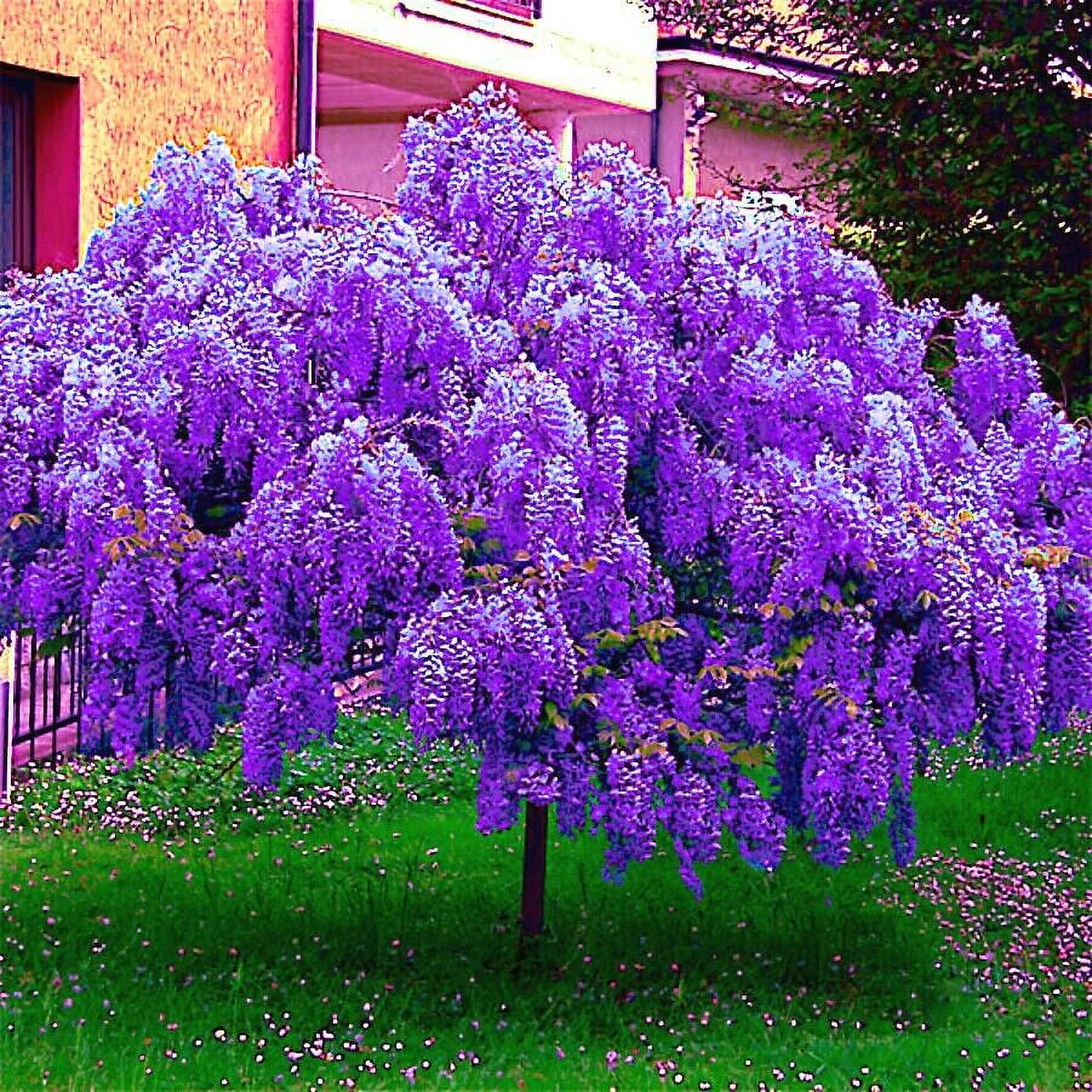 5 Chinese Blue Wisteria sinensis Tree Seeds Fast Climber Flower