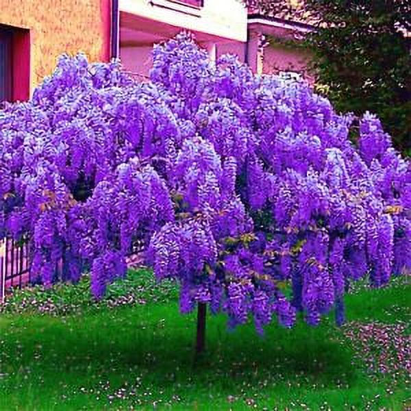 5 Chinese Blue Wisteria sinensis Tree Seeds Fast Climber Flower Vine