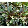 thumbnail image 1 of 5 Chocolate Chip Ajuga in 4 Inch Pots, 1 of 4
