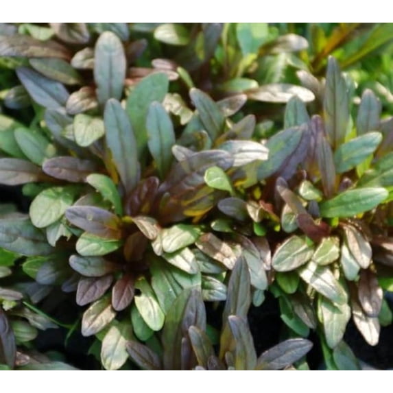 5 Chocolate Chip Ajuga in 4 Inch Pots