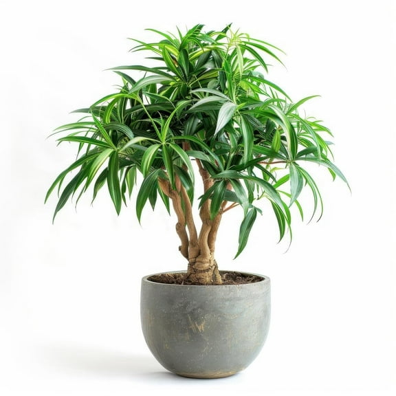 5 Coco Jelly Palm Bonsai Tree Seeds - Does Well Indoors