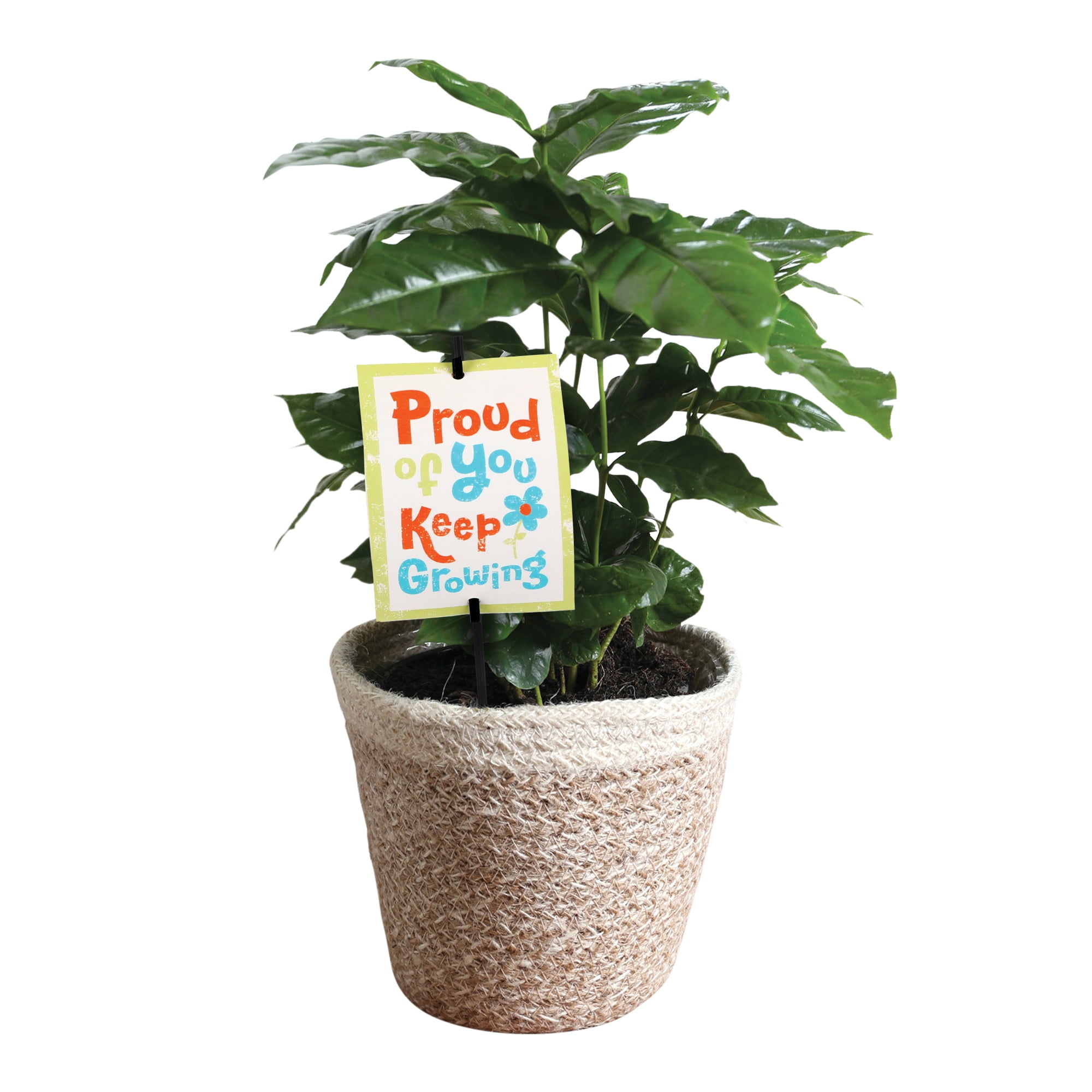 5" Coffee Plant in White Jute Planter – Proud of You