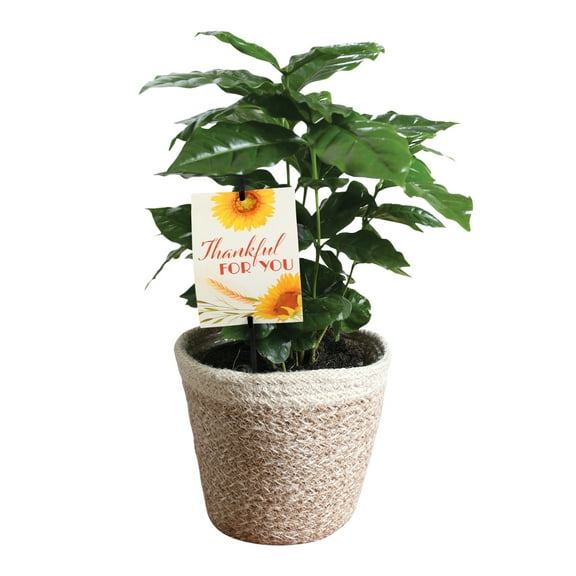 5" Coffee Plant in White Jute Planter Thankful for You