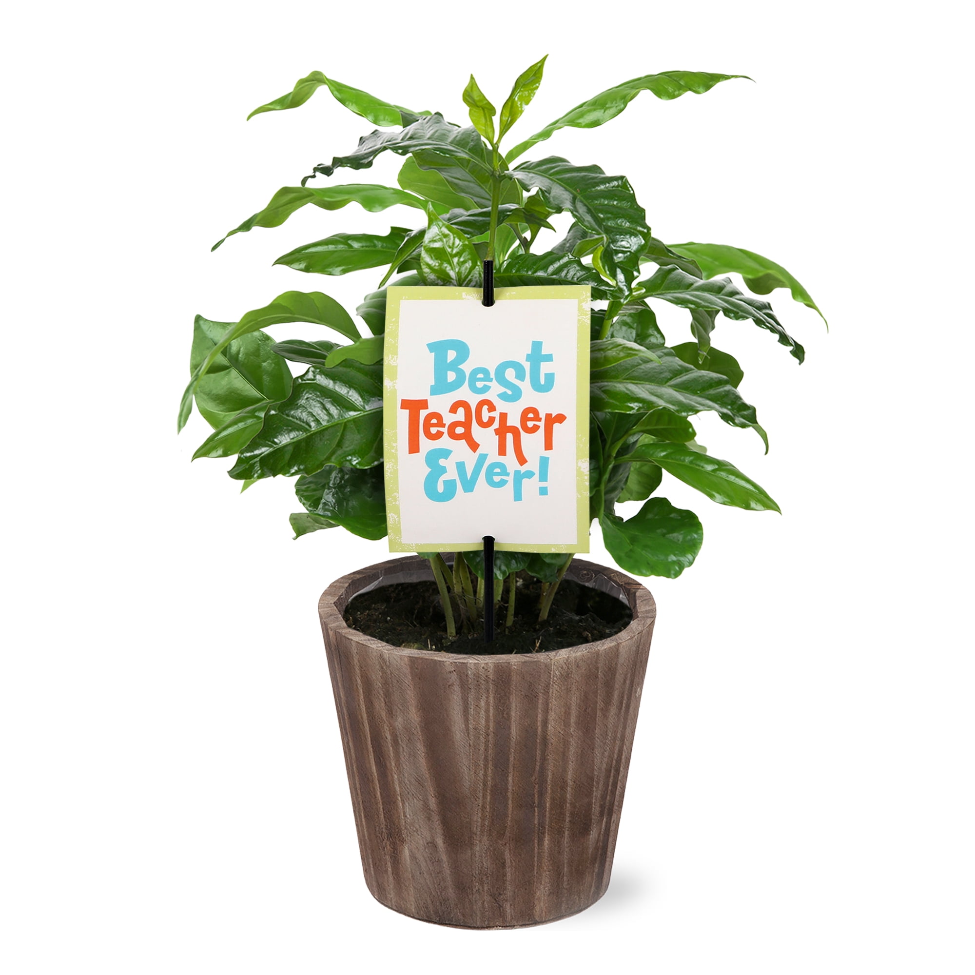 5" Coffee Plant in Wilson Brown Planter – Best Teacher Ever