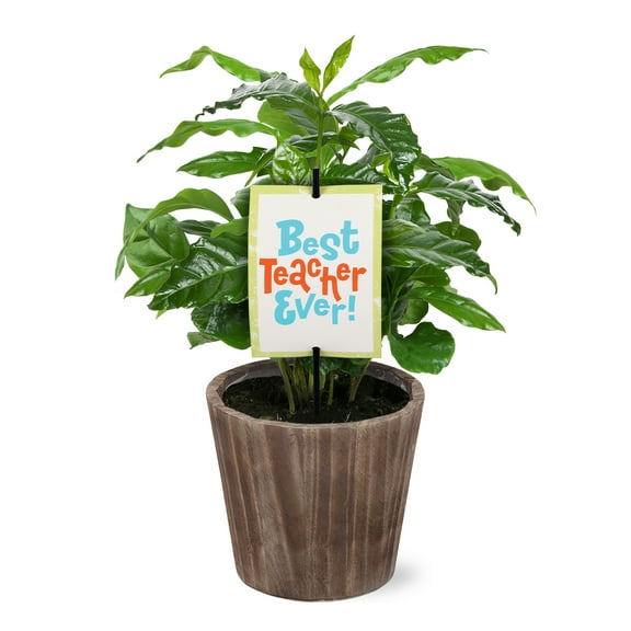 5" Coffee Plant in Wilson Brown Planter Best Teacher Ever