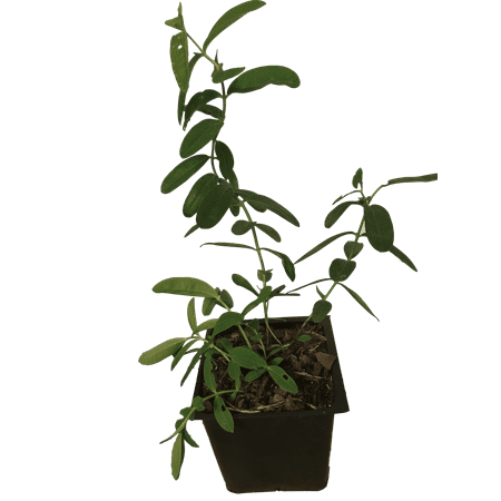 5 Creeping St Johns Wort/ Aaron's Beard/ Hypericum Calyinum in 4 Inch Pots