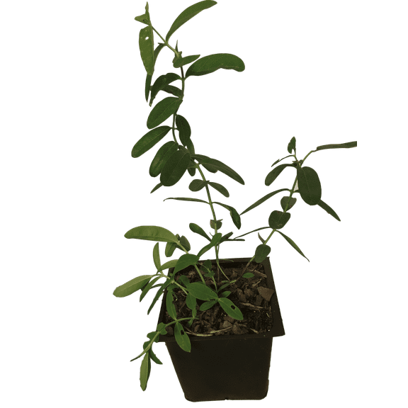 5 Creeping St Johns Wort/ Aaron's Beard/ Hypericum Calyinum in 4 Inch Pots