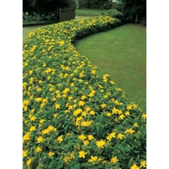 5 Creeping St Johns Wort/ Aaron's Beard/ Hypericum Calyinum in 4 Inch Pots