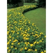 5 Creeping St Johns Wort/ Aarons Beard/ Hypericum Calyinum in 4 Inch Pots