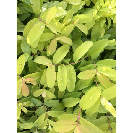 5 Creeping St Johns Wort/ BRIGADOON/ Hypericum Calyinum in 4 Inch Pots
