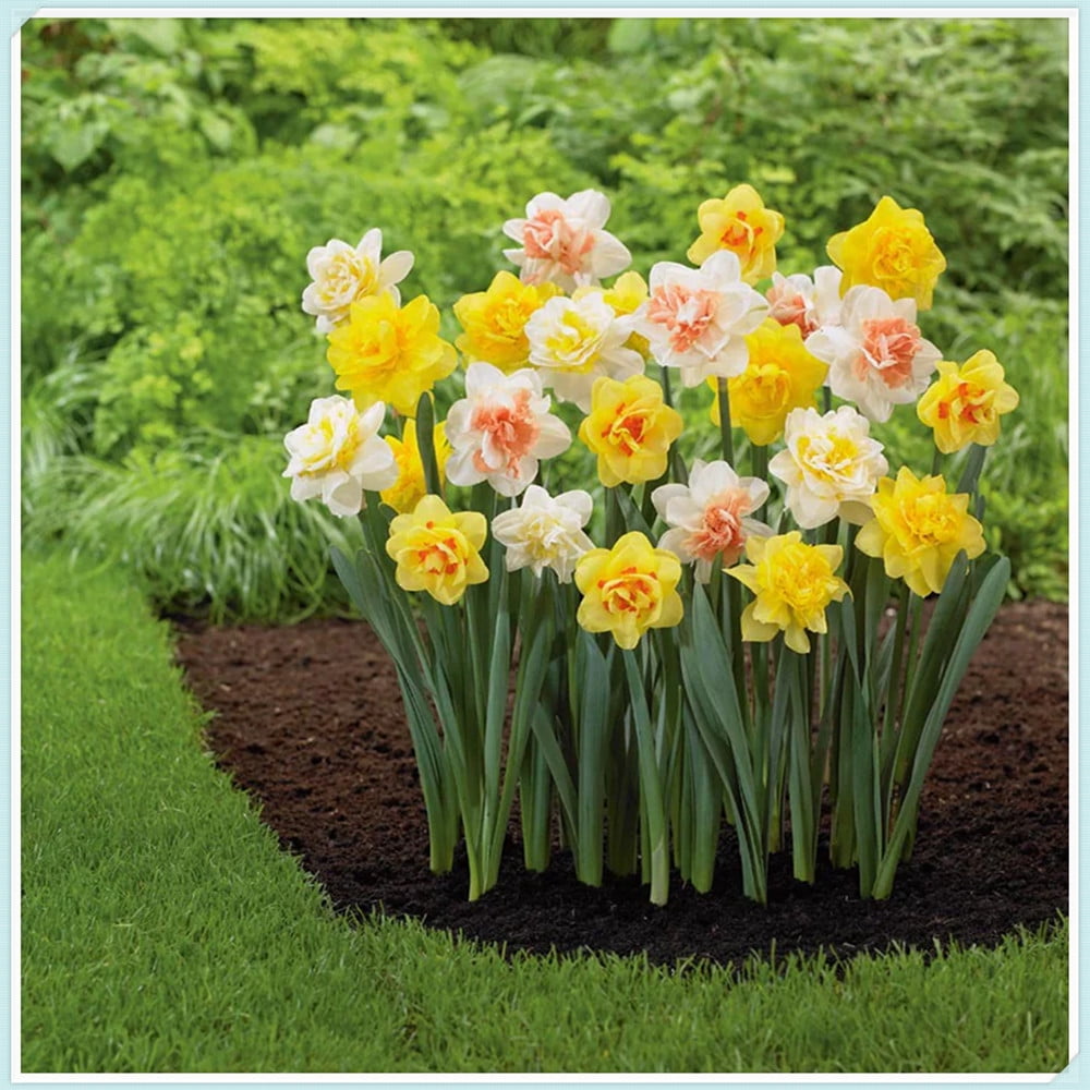 5 Daffodil Bulbs for Sale,Cut Flowers,Germinate Easily,Beautify