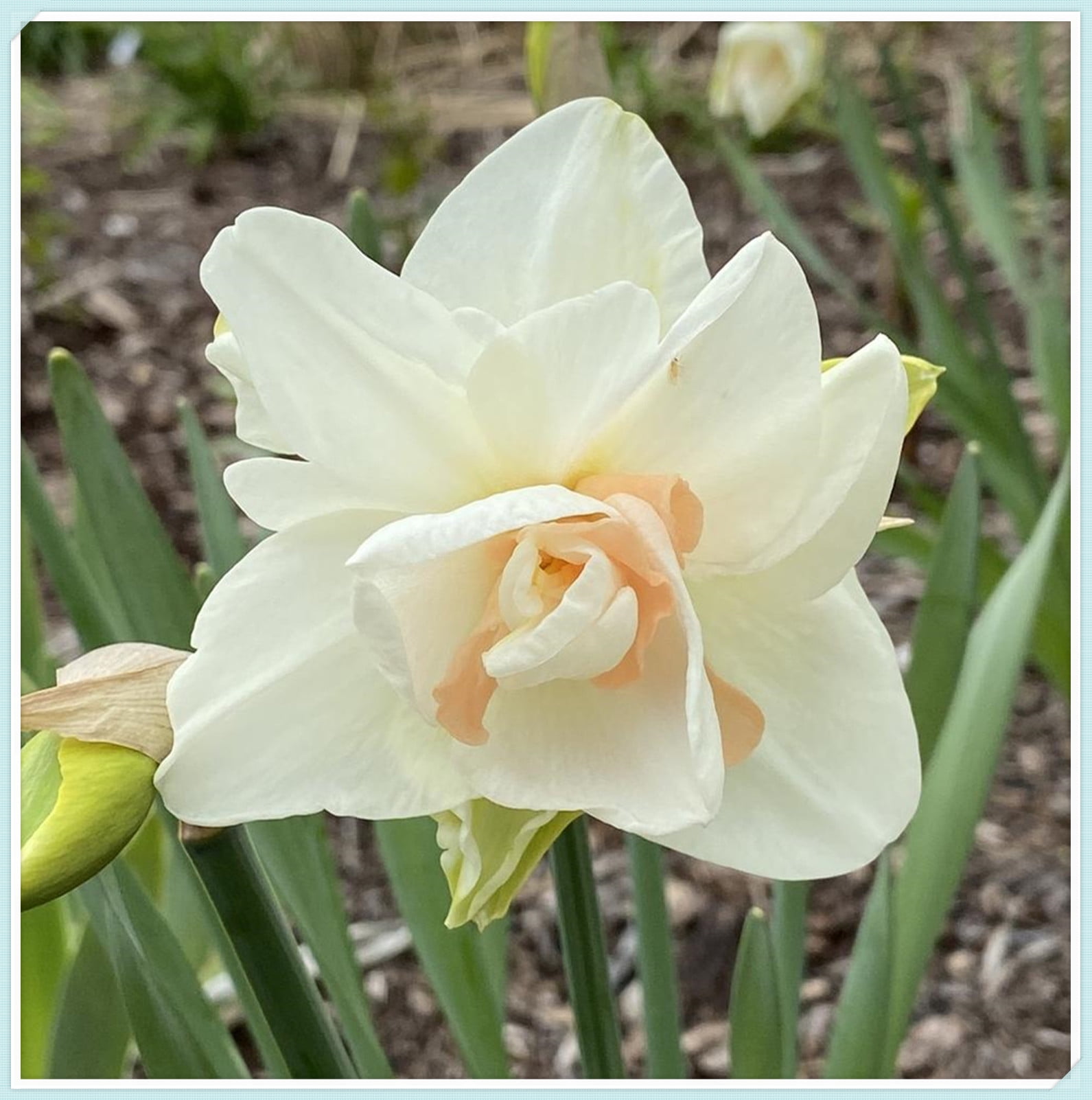 5 Daffodil Bulbs for Sale,Germinate Easily,Beautify,Cut Flowers