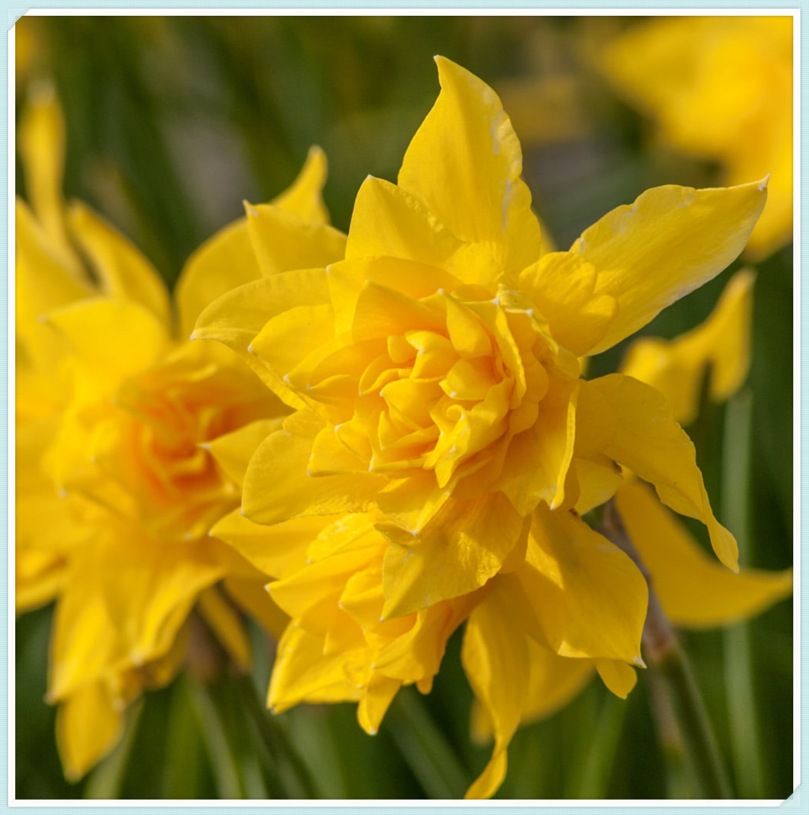 5 Daffodil Bulbs for Sale,Germinate Easily,Beautify,Suitable for
