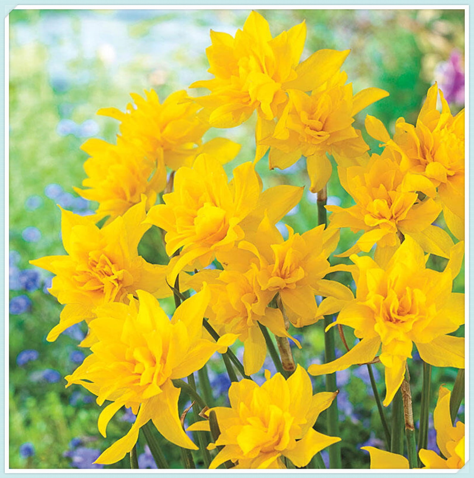 5 Daffodil Bulbs for Sale,Germinate Easily,Beautify,Suitable for