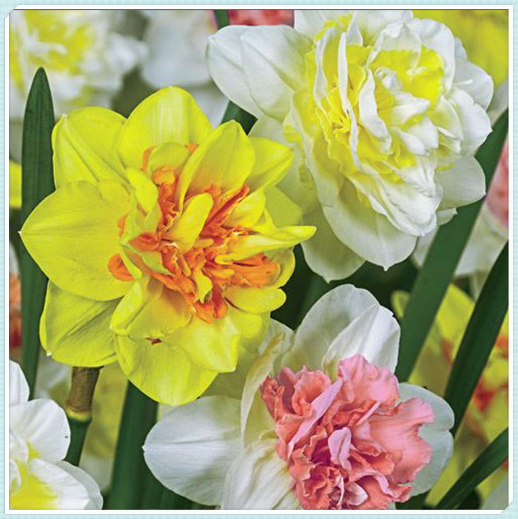 5 Daffodil Bulbs for Sale,Germinate Easily,Beautify,Suitable for