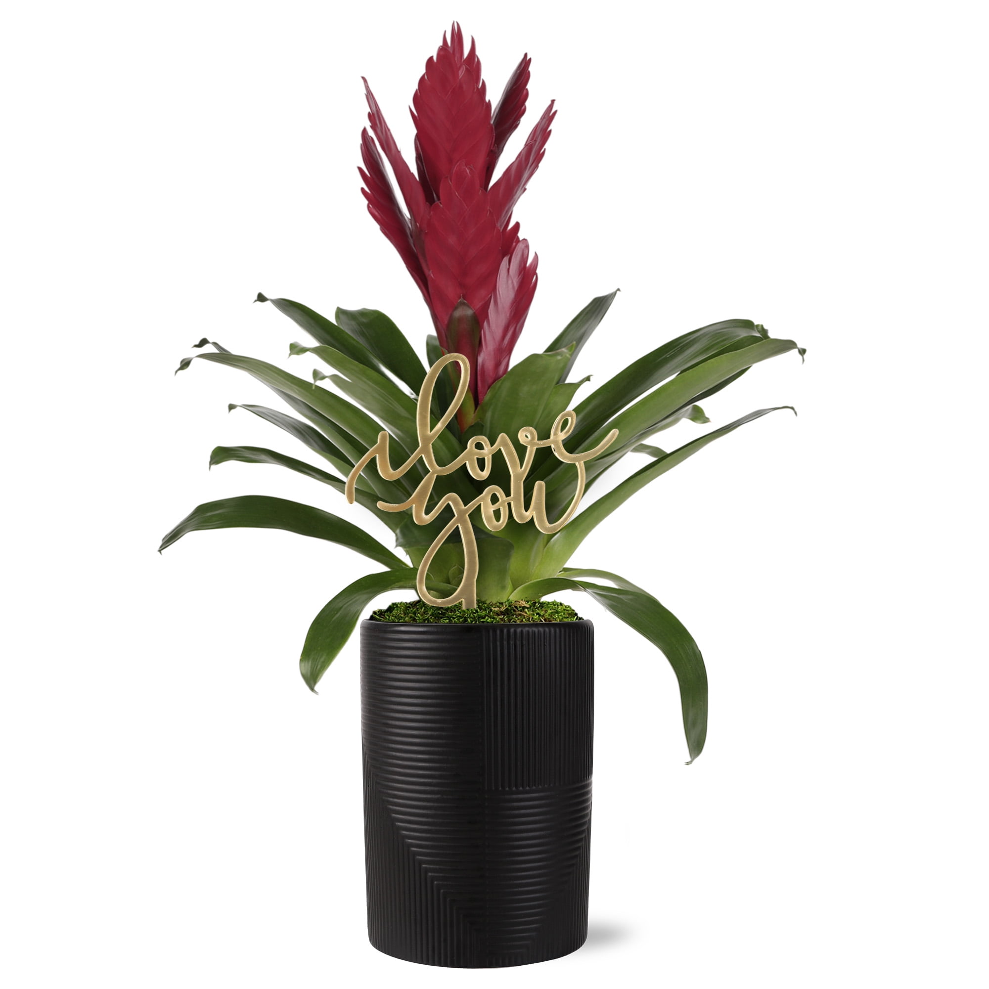 5” Dark Purple Bromeliad in Rockefeller Black Planter – Love You Collection