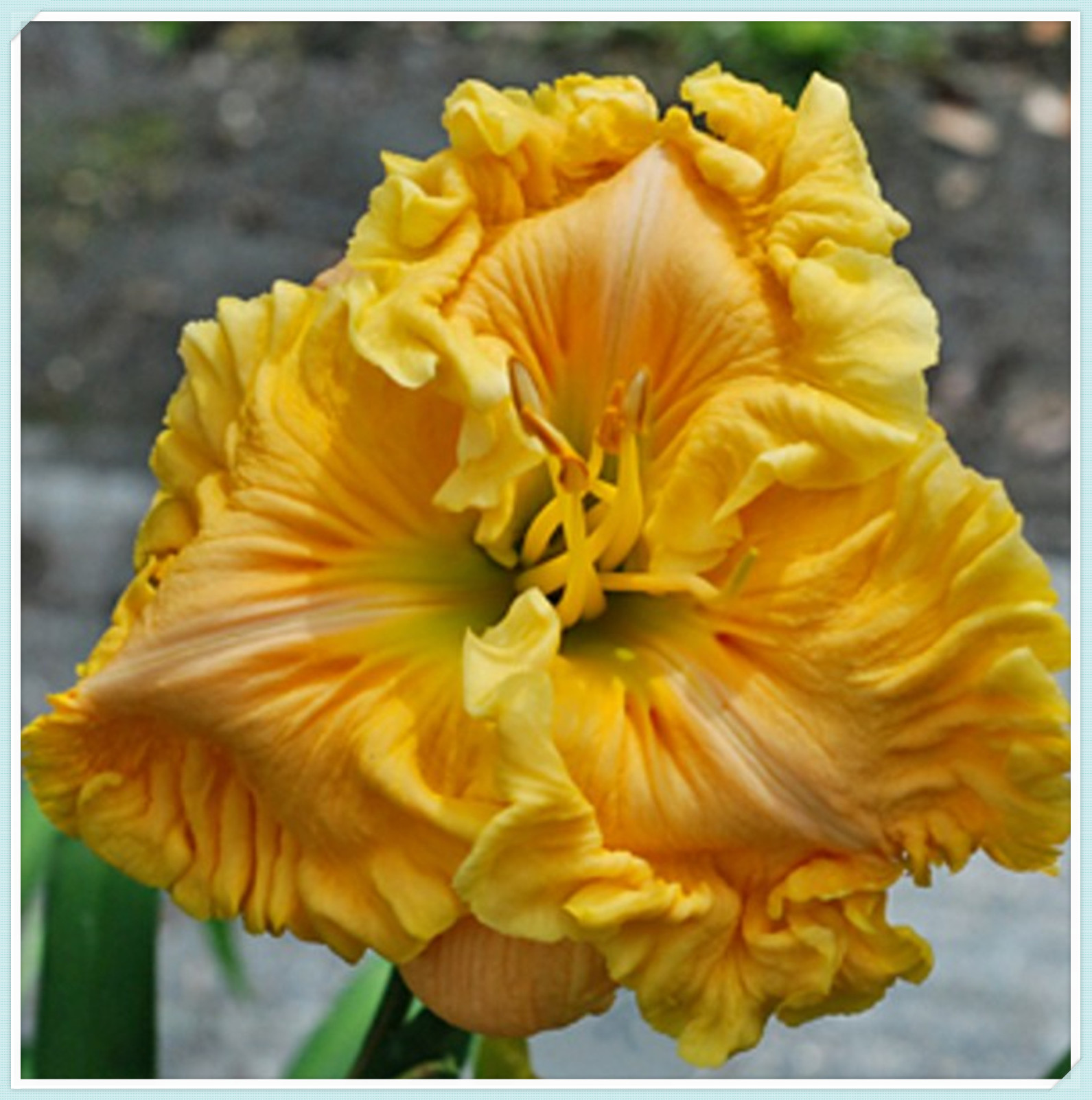 5 Daylilies Bulbs/Beautify Daylilies Bulbs For Planting/Daylily plants