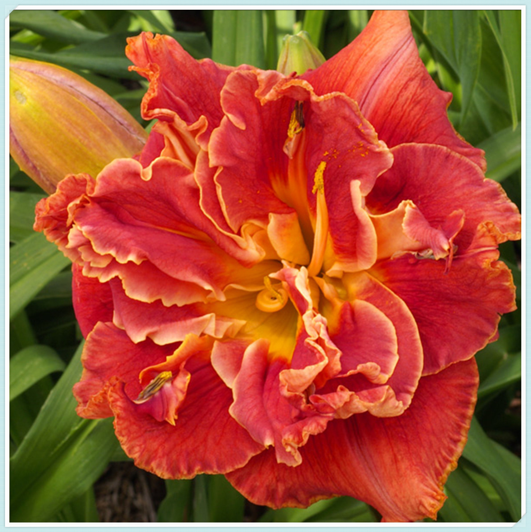 5 Daylilies Bulbs/Daylily Bulbs Bulk/Beautify Daylilies Bulbs For