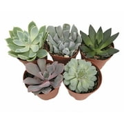 5 Different Desert Rose Succulent Plants - Echeveria - 2" Pots