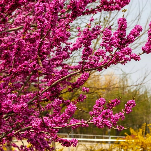 2 Dormant Redbud Tree Live Plant, Starter Tree 6-10 Inches Tall, Pink Redbud Plant for Patio