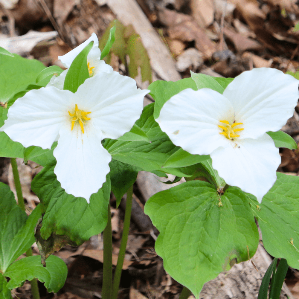5 Dormant White Trillium Bulbs, Trillium Graniflorum Bare Root, Wood ...