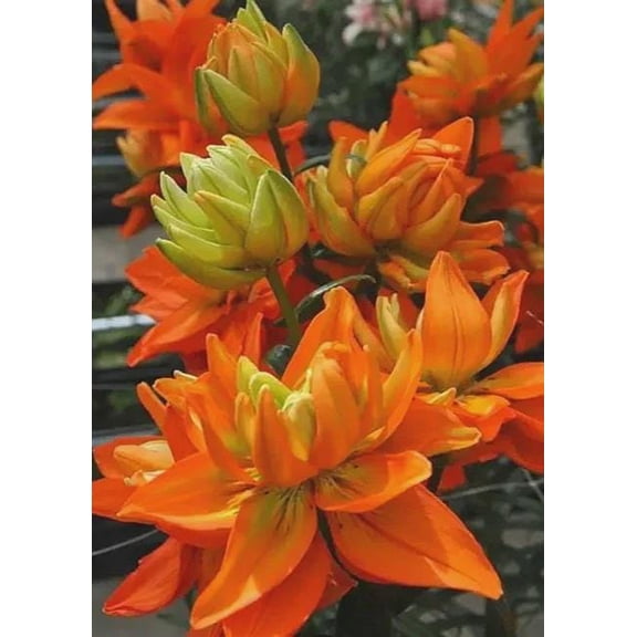 5 Double Lily Hybrid Hulk Bulbs