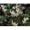 thumbnail image 1 of 5 Dutchman's Breeches Roots for Planting - Dicentra Cucullaria - Wildflower - Bleeding Hearts Flower - Perennial, 1 of 5