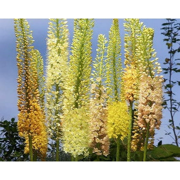 5 Eremurus Mixed Bulbs Perennial Flower---Foxtail lily