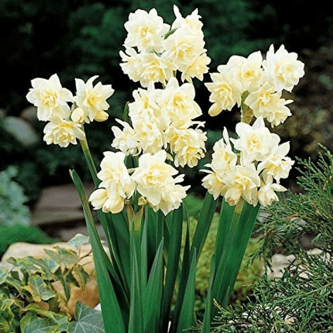 5 Erlicher Narcissus Indoor Narcissus Nice, Healthy Bulbs for
