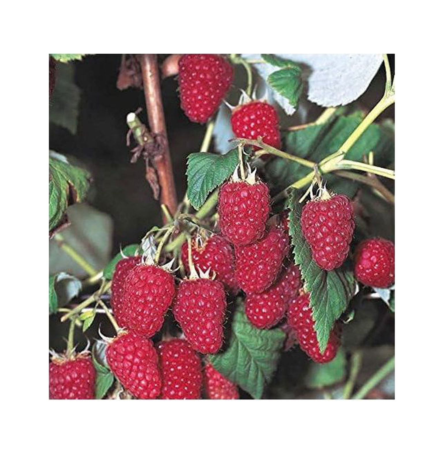 5 Everbearing Red Raspberry Plants (5 Lrg 2yr Bare Root Canes) Zone 38